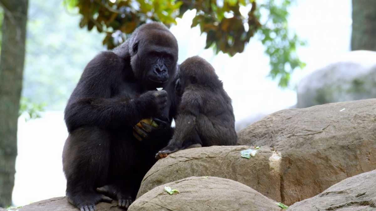 Animais Bebês Primatas