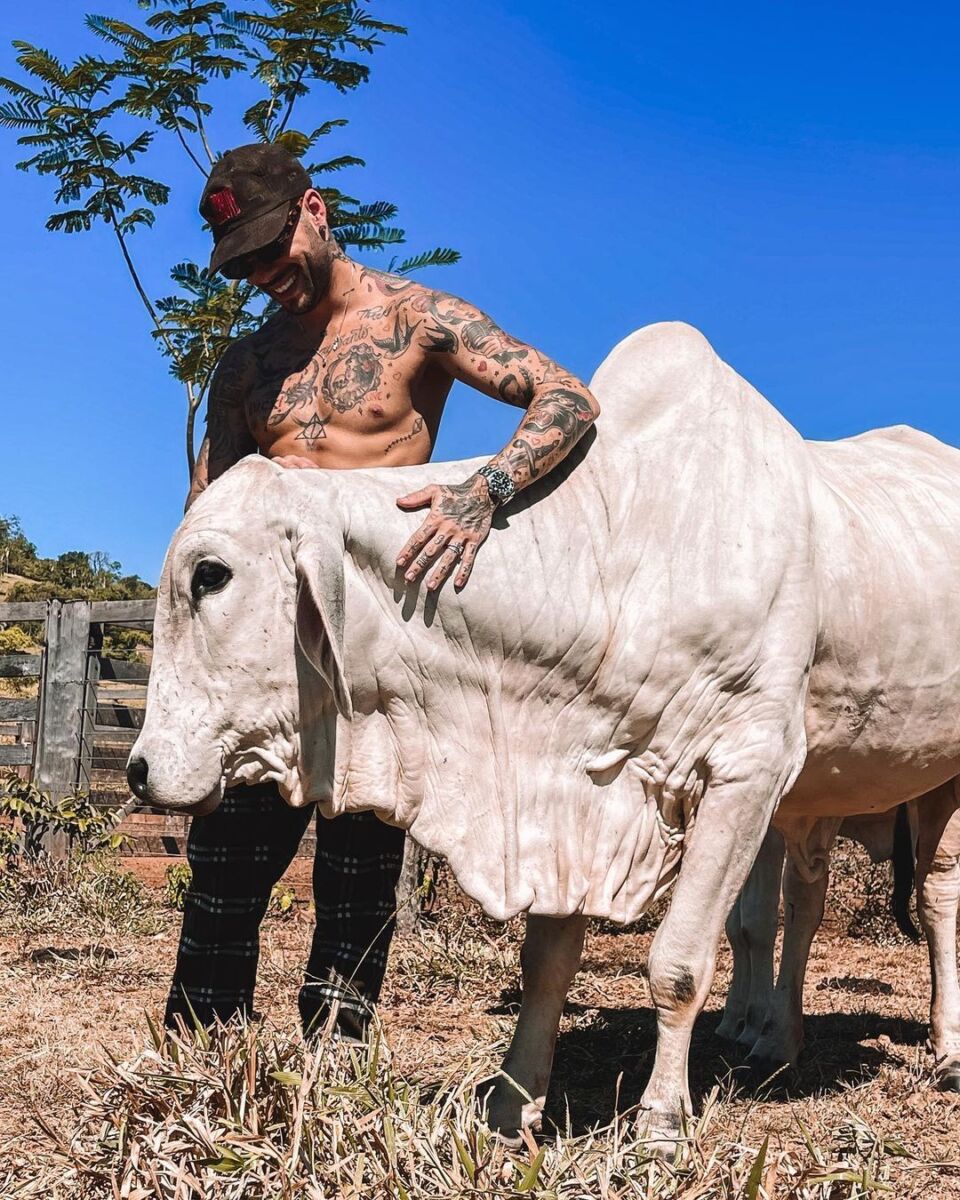 Gui Araujo faz carinho em um boi numa Fazenda