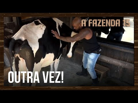 Vaca empaca e Black se esforça para tentar conduzir animal | A Fazenda 15