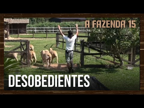 André tem dificuldade em levar ovelhas para o seu cercado | A Fazenda 15