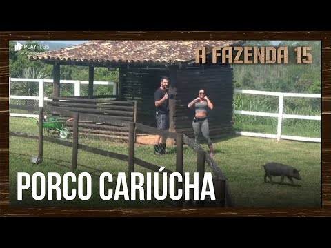 "Sinto muita falta dela", diz Simioni sobre ter apelidado porco de Cariúcha | A Fazenda