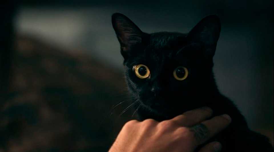 Leon, o gato protagonista de 'O Sétimo Guardião