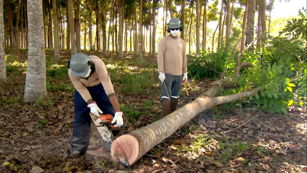 Mogno africano no Globo Rural