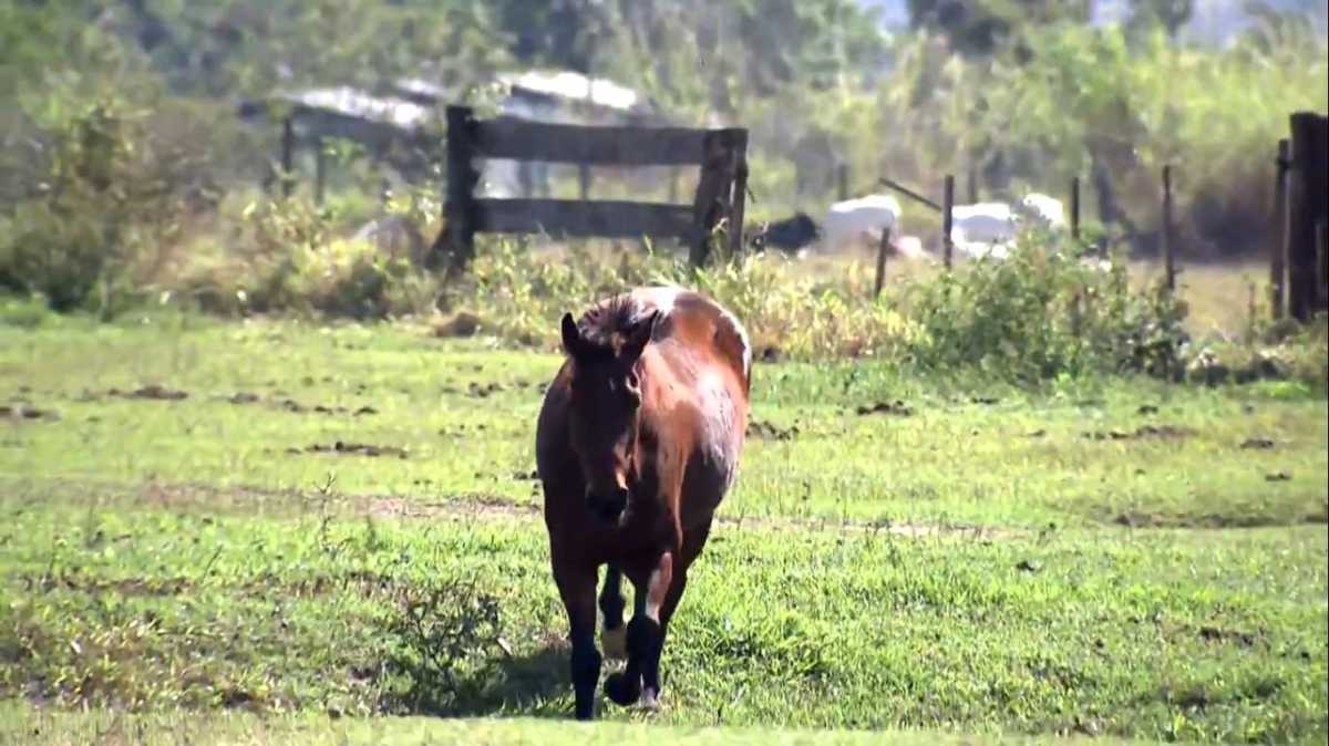 Criação de cavalos é um dos destaques do Globo Rural deste domingo