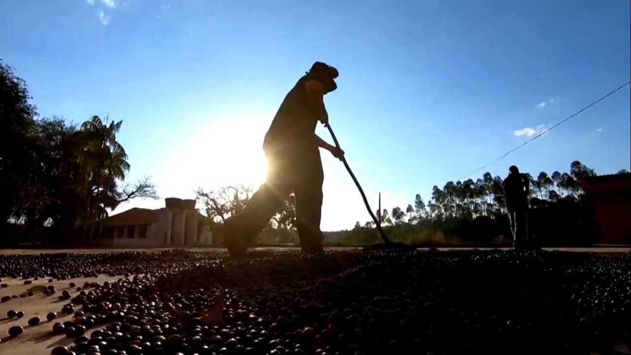 Cafezais no Globo Rural