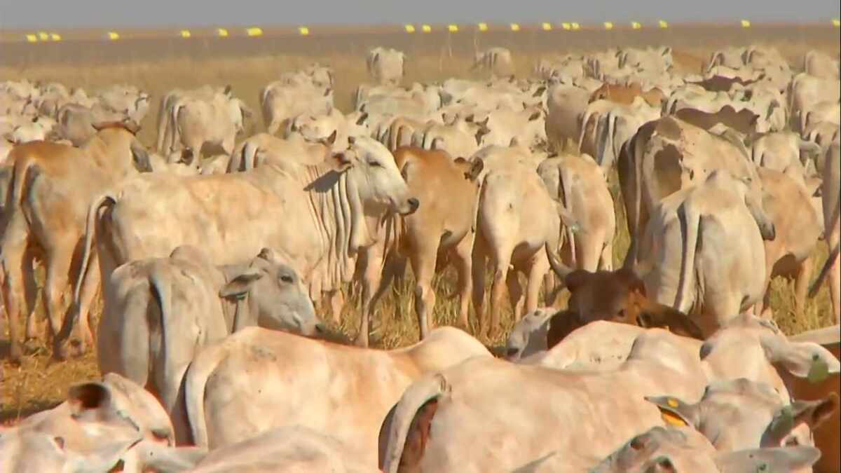 Gados no Globo Rural