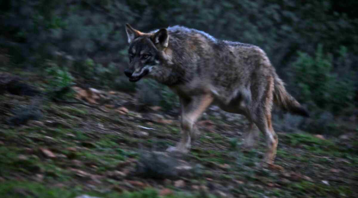 Lobo em cena da série documental Portugal Selvagem