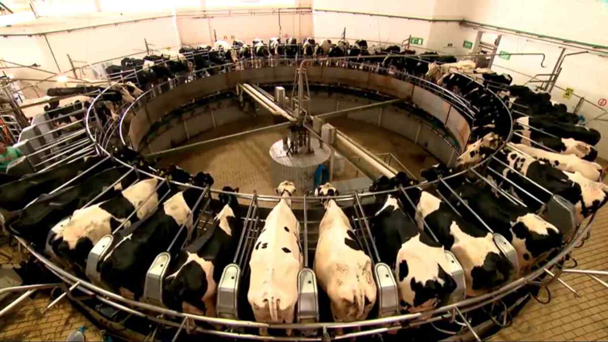 Vacas na produção do queijo grana padano, reportagem especial do Globo rural