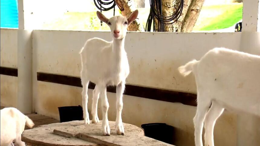 Cabrita Nova que produz leite, em reportagem do Globo Rural