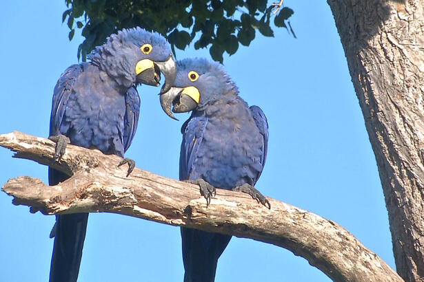 Globo Repórter mostra o renascimento do Pantanal após as queimadas