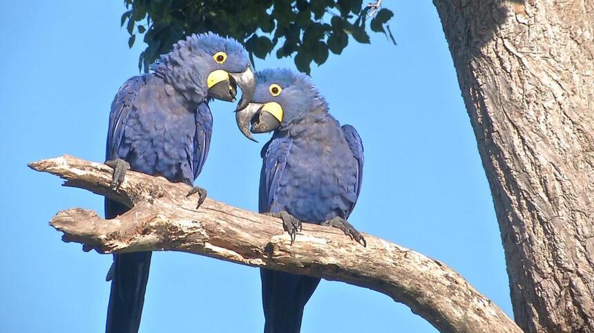 Globo Repórter mostra o renascimento do Pantanal após as queimadas