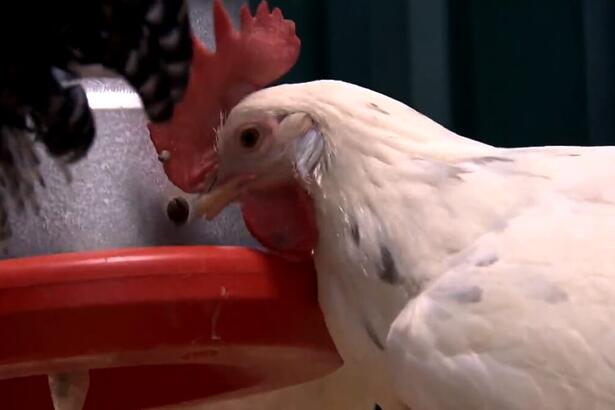 Galinha comendo ração em reportagem do Globo Rural