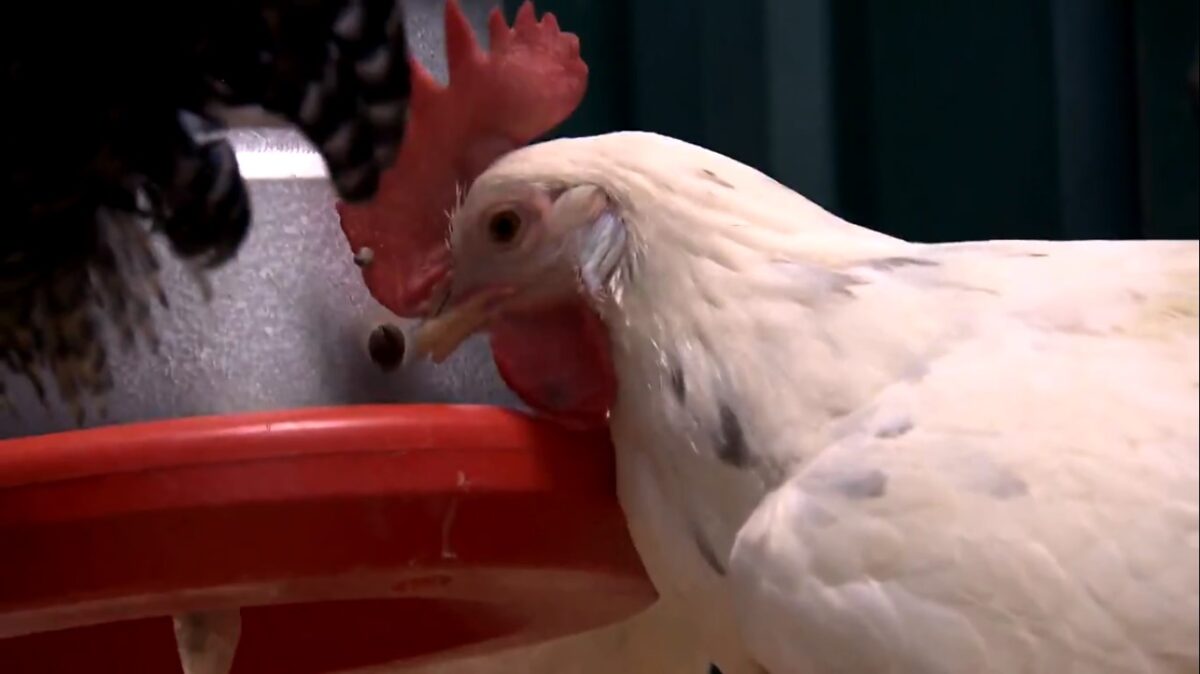 Galinha comendo ração em reportagem do Globo Rural
