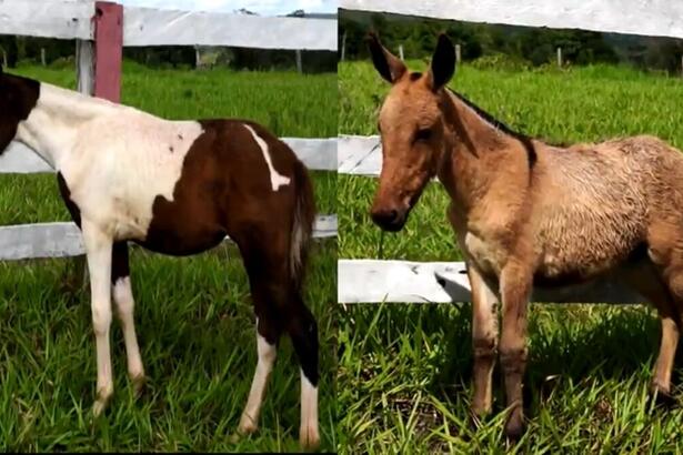 Cavalo e Jumento em reportagem do Globo Rural