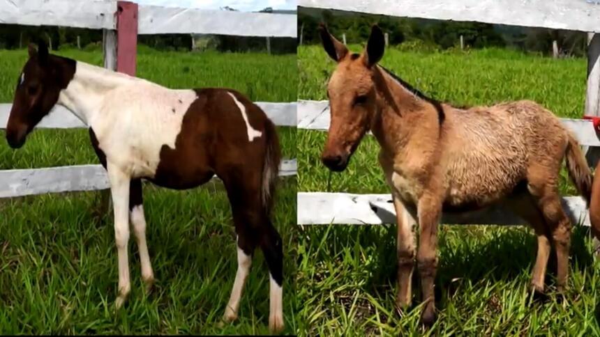 Cavalo e Jumento em reportagem do Globo Rural