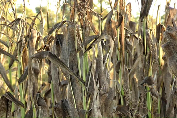 Geada no milho, um dos destaques do Globo Rural deste domingo, 11 de julho de 2021