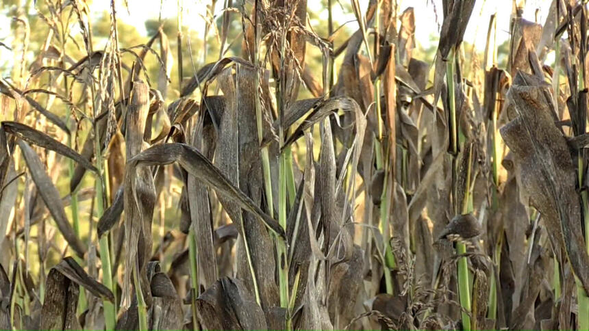 Geada no milho, um dos destaques do Globo Rural deste domingo, 11 de julho de 2021