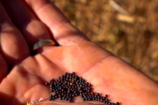 Sementes de Canola na mão de um homem na matéria destaque do Globo Rural deste domingo 05/09/2021