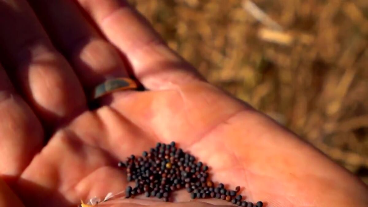 Sementes de Canola na mão de um homem na matéria destaque do Globo Rural deste domingo 05/09/2021