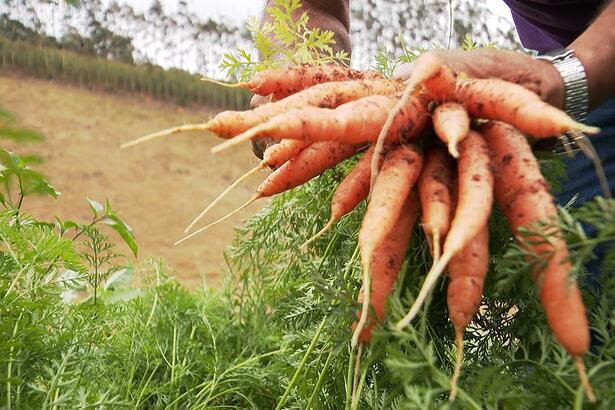 Cenoura sendo colhida no pé por um agricultor, durante um trecho do programa Arquivo A sobre os impactos da pandemia no universo do agronegócio