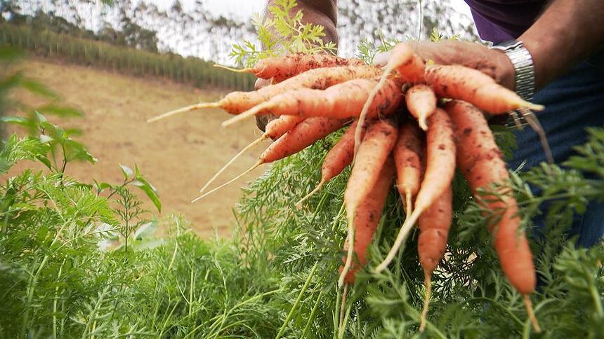 Cenoura sendo colhida no pé por um agricultor, durante um trecho do programa Arquivo A sobre os impactos da pandemia no universo do agronegócio