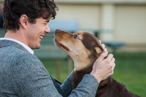 Lucas (Jonah Hauer-King) e Bella (cachorra) em cena do filme A Caminho de Casa, exibido pela Record TV no Cine Maior