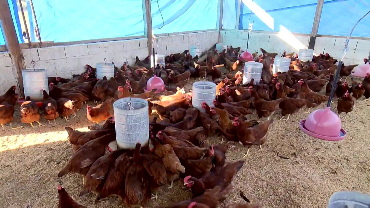 Galinhas comendo ração em reportagem de destaque do Globo Rural