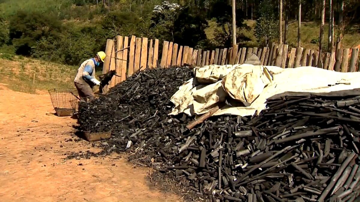 Produção de Carvão Vegetal sustentável, destaque do Globo Rural deste domingo, 03/10/2021