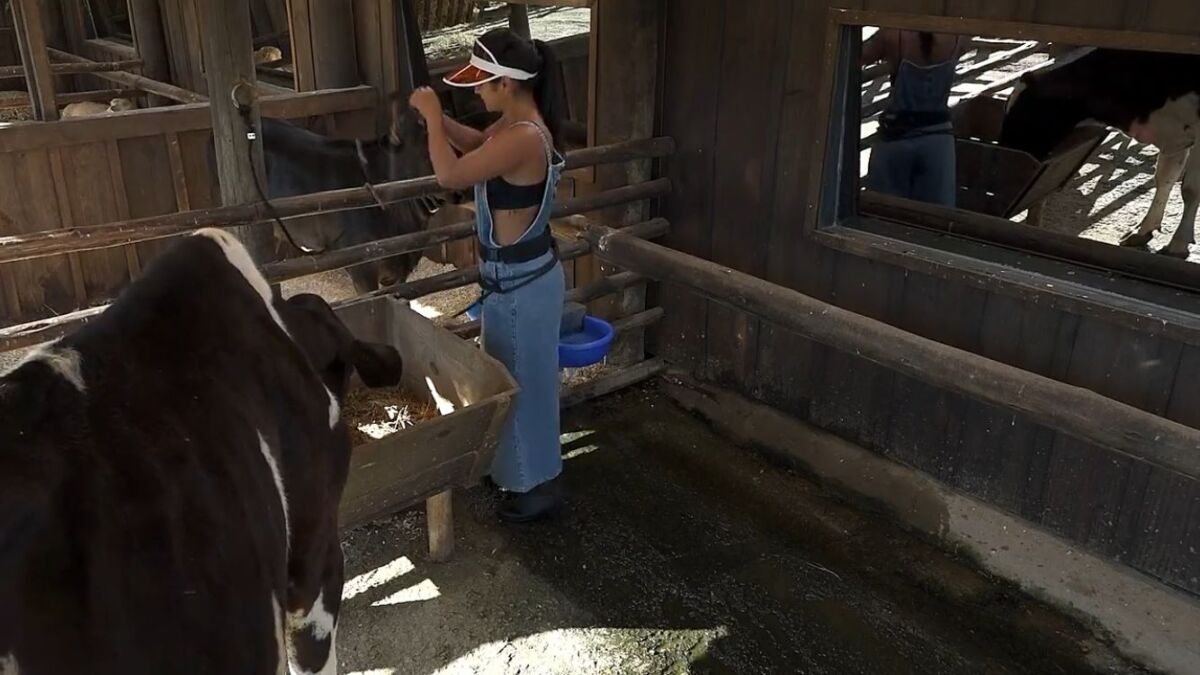 Mileide acordou bem emotiva nessa manhã em A Fazenda 13. Enquanto cuidava das vacas a influenciadora chorou e desabafou sobre seus amigos não acreditar que ela volte da roça.