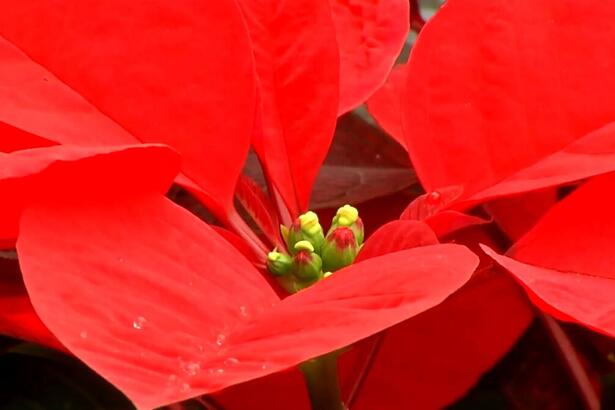 Flor de Natal na chamada do Globo Rural deste domingo, 28/11/2021