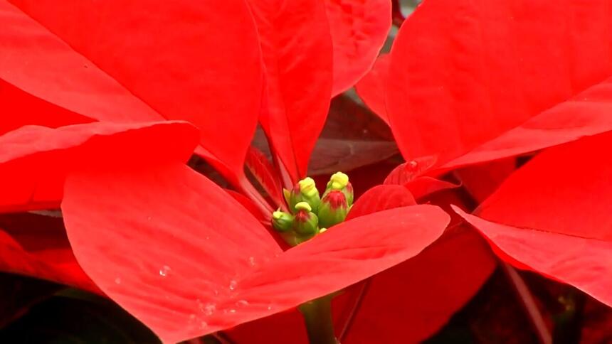 Flor de Natal na chamada do Globo Rural deste domingo, 28/11/2021