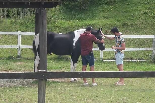 Hoje em A Fazenda 13 foi o dia dos peões dar adeus aos animais. Os confinados foram surpreendidos ao saber que não vão fazer os tratos. "Me deixou triste", disse Solange.