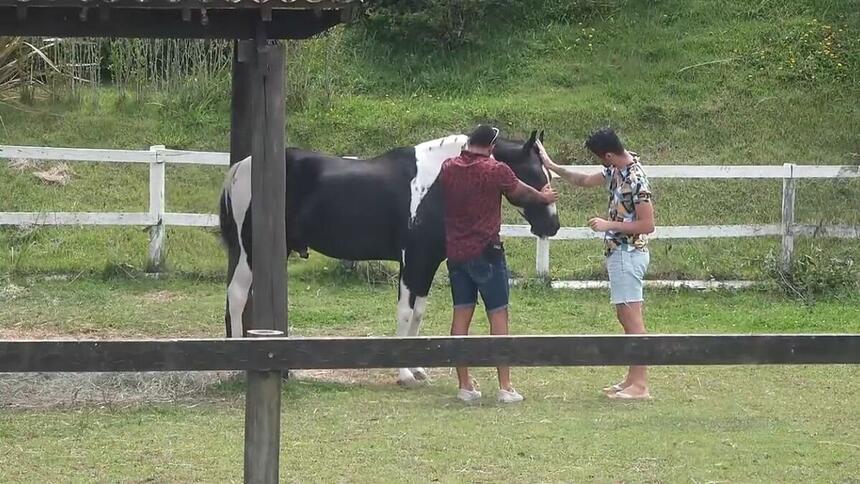 Hoje em A Fazenda 13 foi o dia dos peões dar adeus aos animais. Os confinados foram surpreendidos ao saber que não vão fazer os tratos. "Me deixou triste", disse Solange.