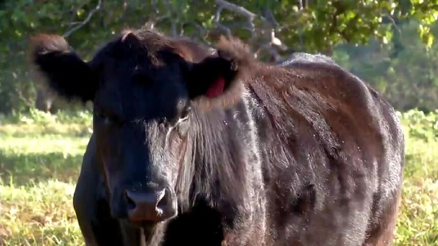 Gado em reportagem do Globo Rural