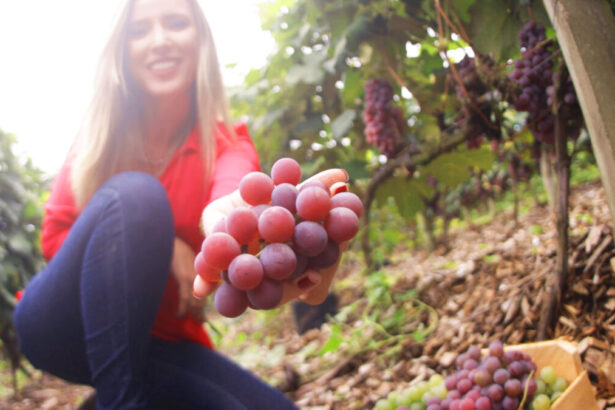 Repórter Camila Morais em trecho do Arquivo A sobre o cultivo de uvas no Brasil