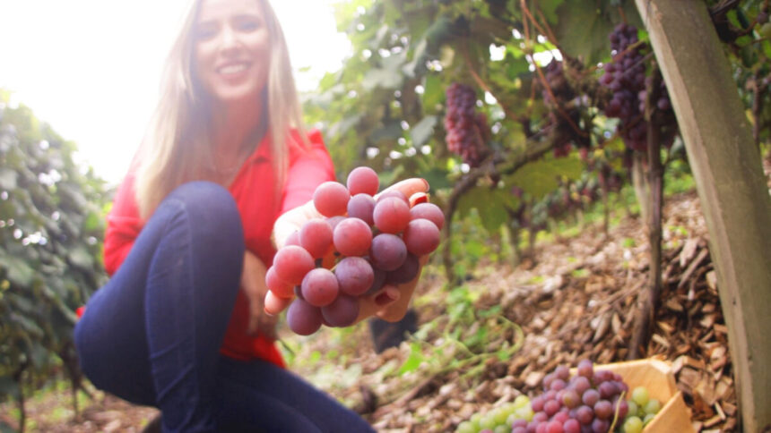 Repórter Camila Morais em trecho do Arquivo A sobre o cultivo de uvas no Brasil