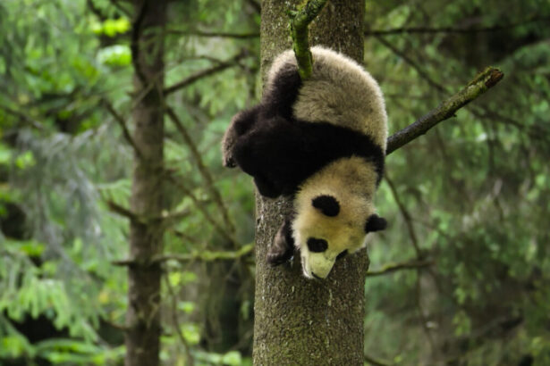 Urso panda pendurado em uma árvore em trecho do Globo Repórter