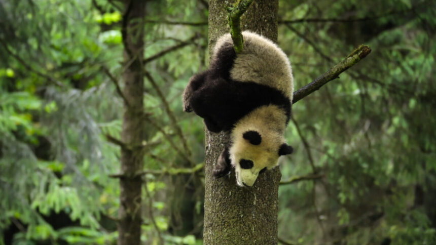 Urso panda pendurado em uma árvore em trecho do Globo Repórter