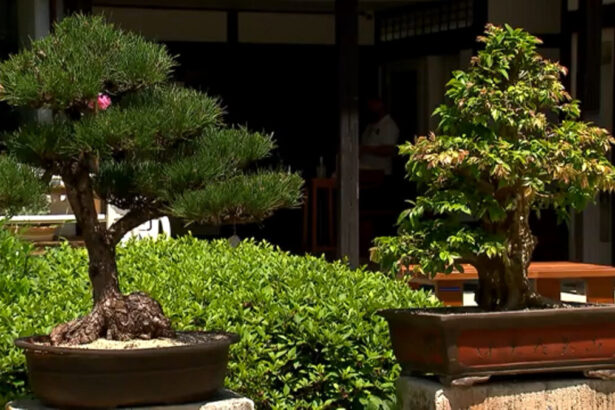 Dois pés de Bonsai em matéria do Globo Rural