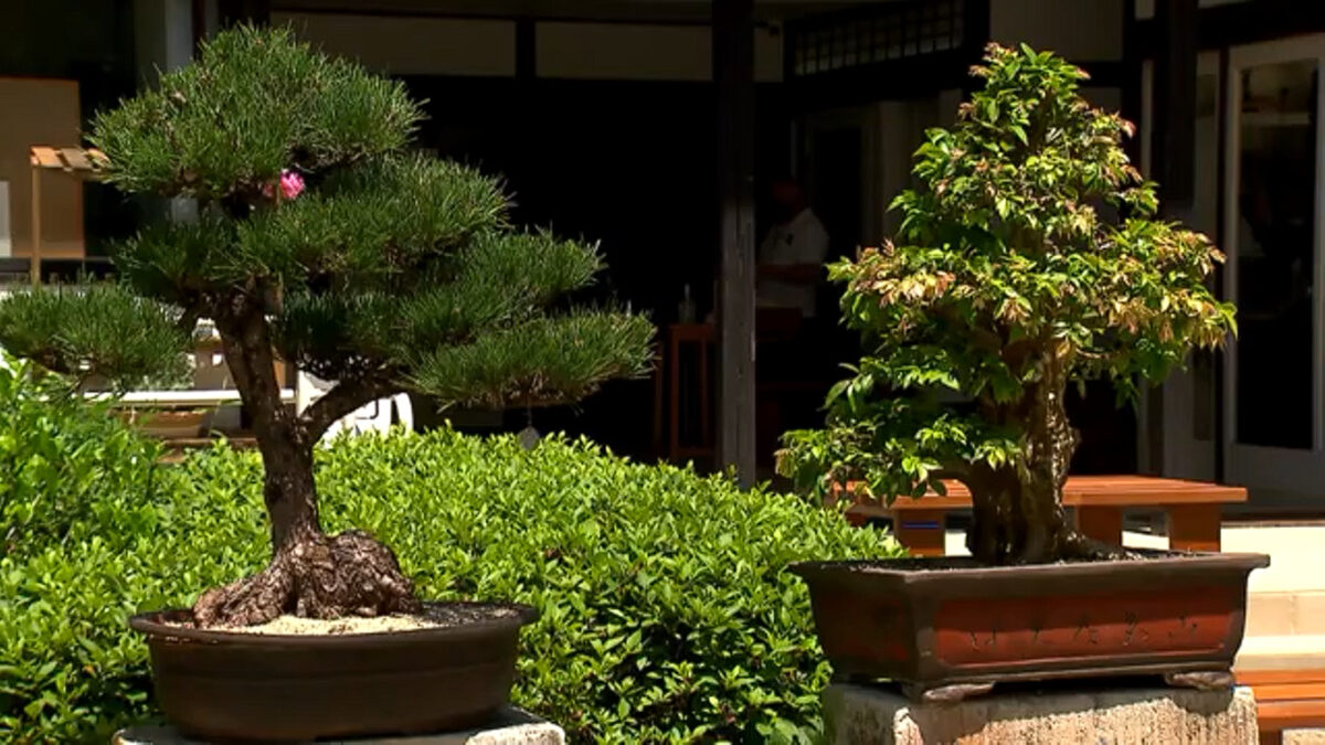 Dois pés de Bonsai em matéria do Globo Rural