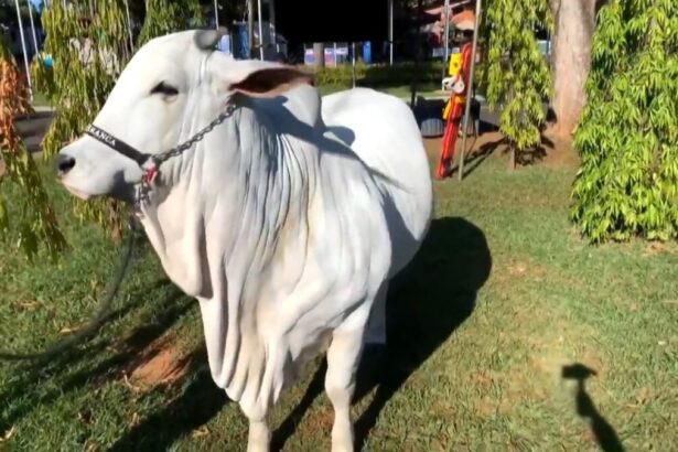 Vaca em reportagem do Globo Rural