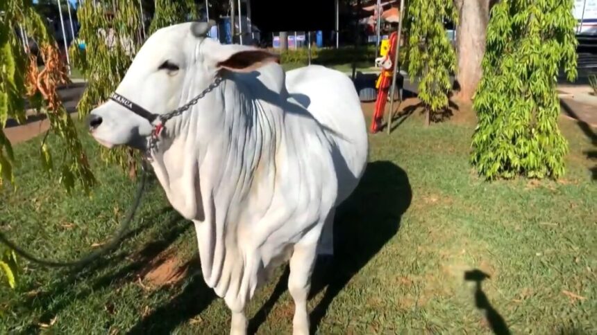 Vaca em reportagem do Globo Rural