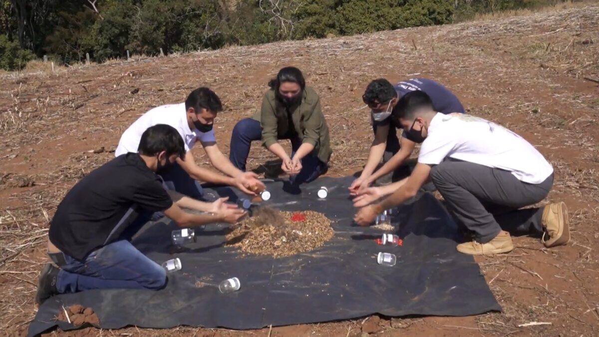produtores utilizam a técnica da muvuca em reportagem do Globo Rural