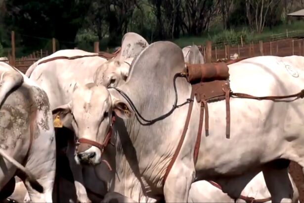 Bois na reportagem do Globo Rural deste domingo, 26/02/2022