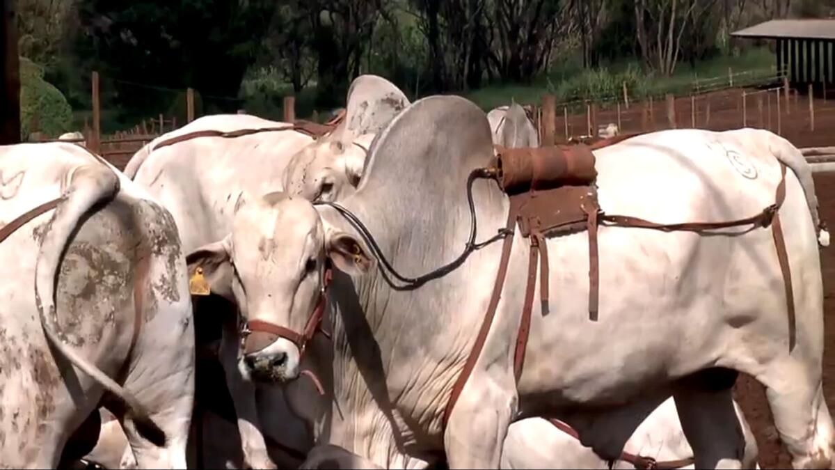 Bois na reportagem do Globo Rural deste domingo, 26/02/2022