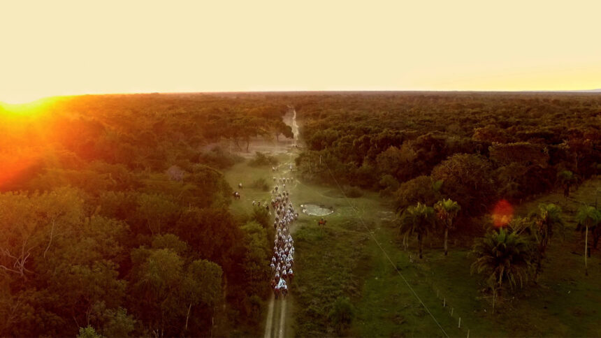 Cena do documentário Pantanal, a Boa Inocência de Nossas Origens