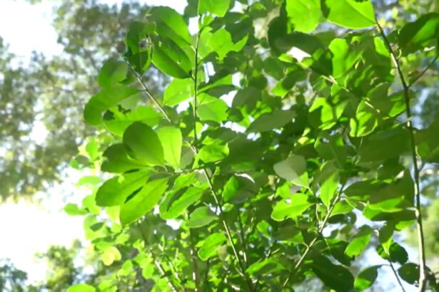 Árvore de Erva-mate em trecho do Globo Rural