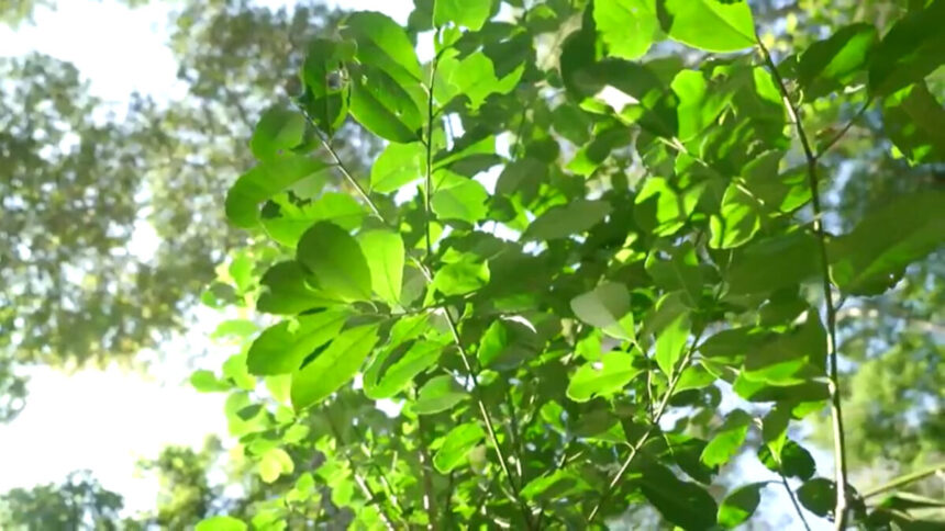 Árvore de Erva-mate em trecho do Globo Rural