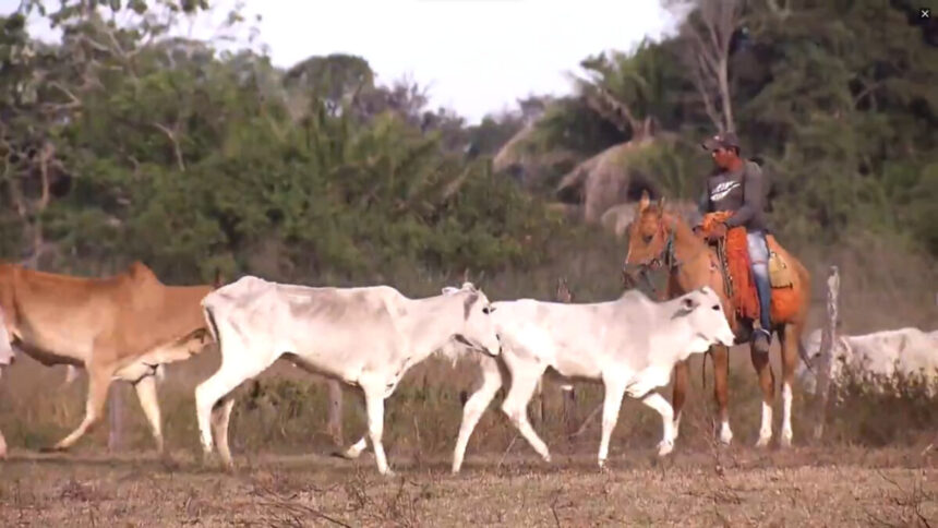 Gado é guiado por peão em Fazenda durante reportagem do Globo Rural de domingo, 24 de julho de 2022