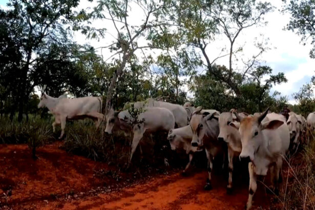 Gados em matéria do Globo Rural deste domingo, 10 de julho de 2022